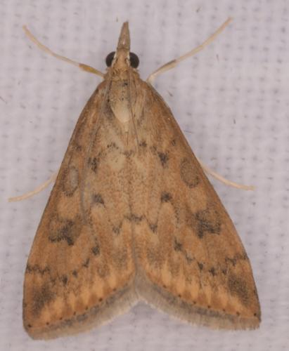 Réf. 350 840 : Udea ferrugalis